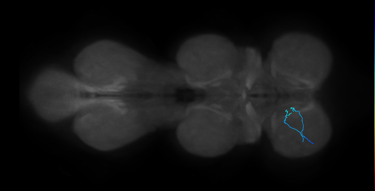 SNch06_ProLN_L (MANC:70820)