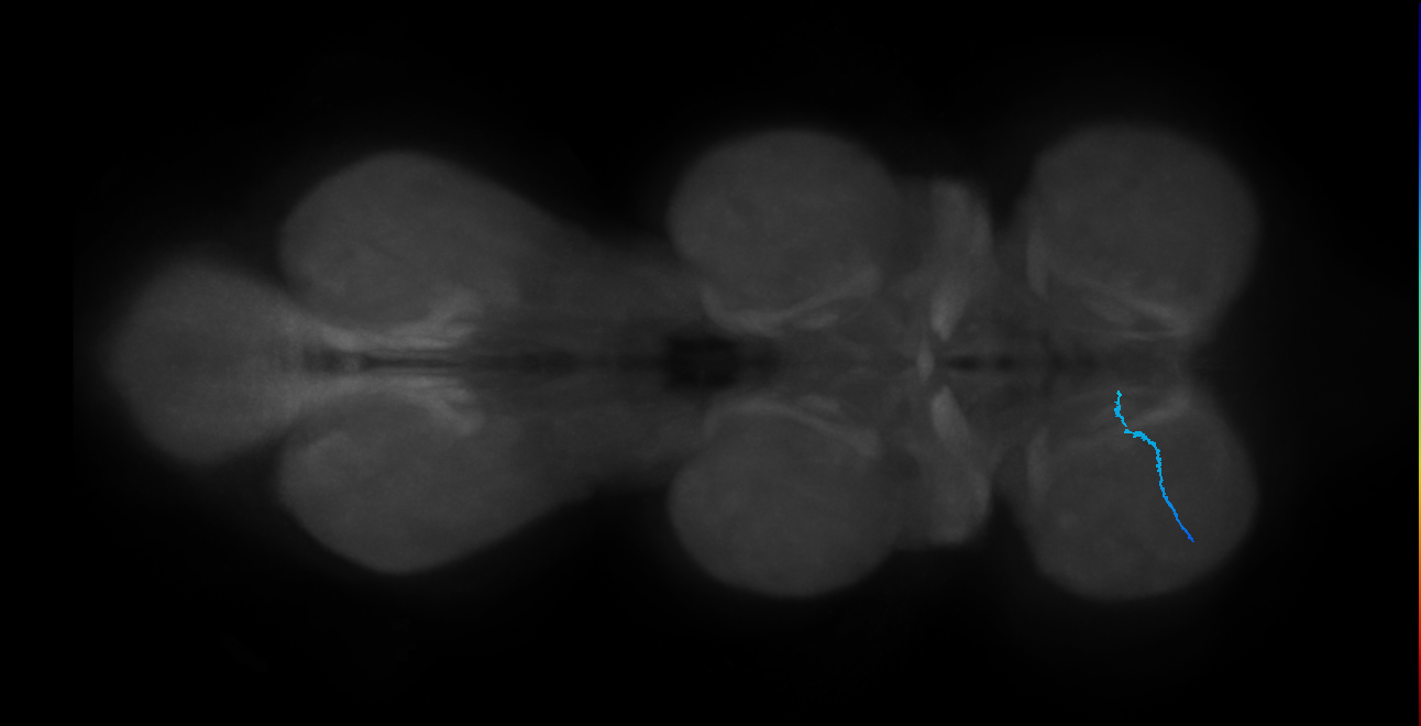 SNch07_ProLN_L (MANC:71893)