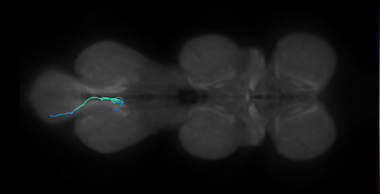 SNxx24_MetaLN_L (MANC:12075125934)