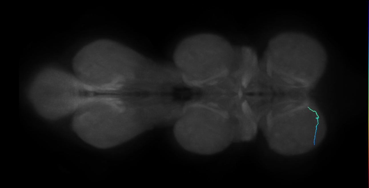 SNtaxx_ProLN_L (MANC:76505)