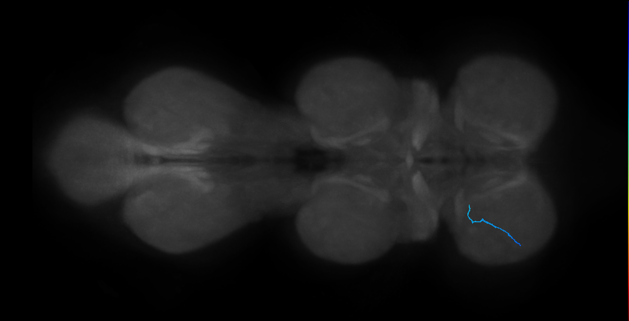 SNtaxx_ProLN_L (MANC:78881)