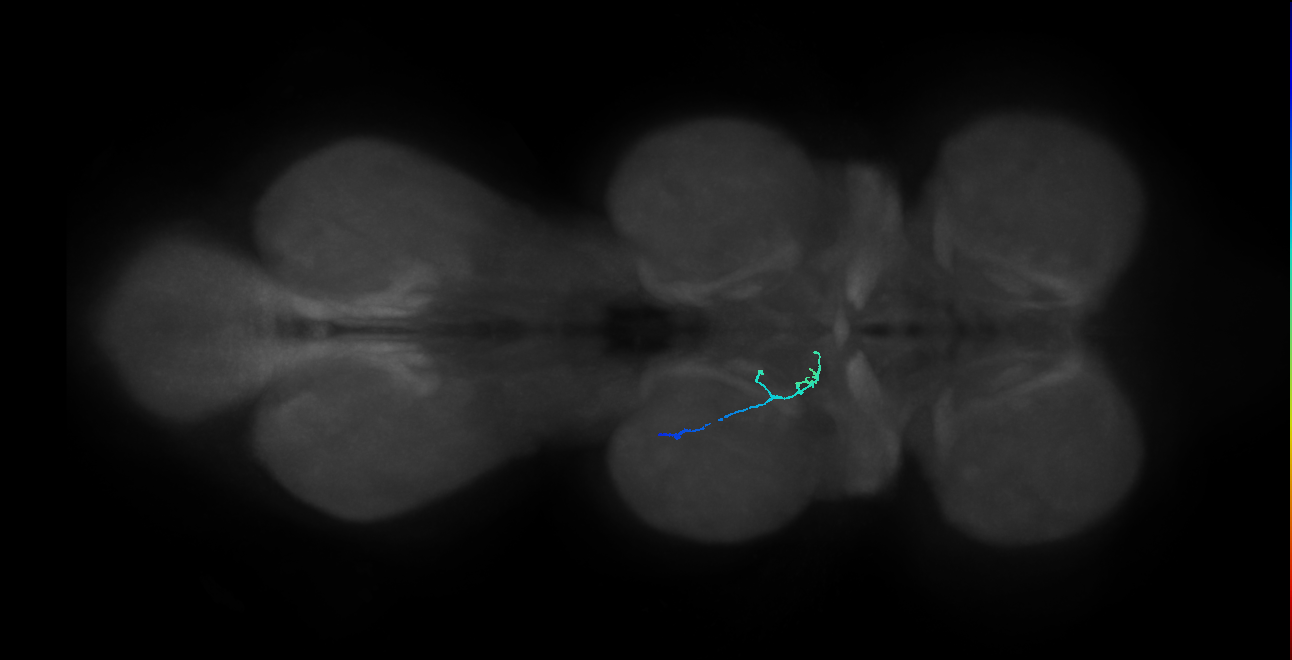 SNpp38_MesoLN_L (MANC:79145)