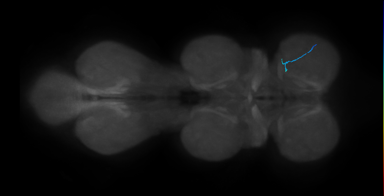 SNtaxx_ProLN_R (MANC:79413)