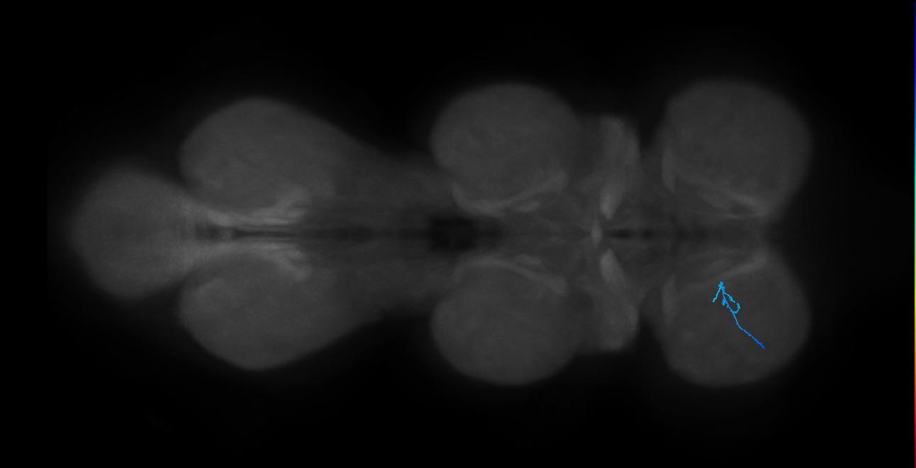 SNch10_ProLN_L (MANC:80759)