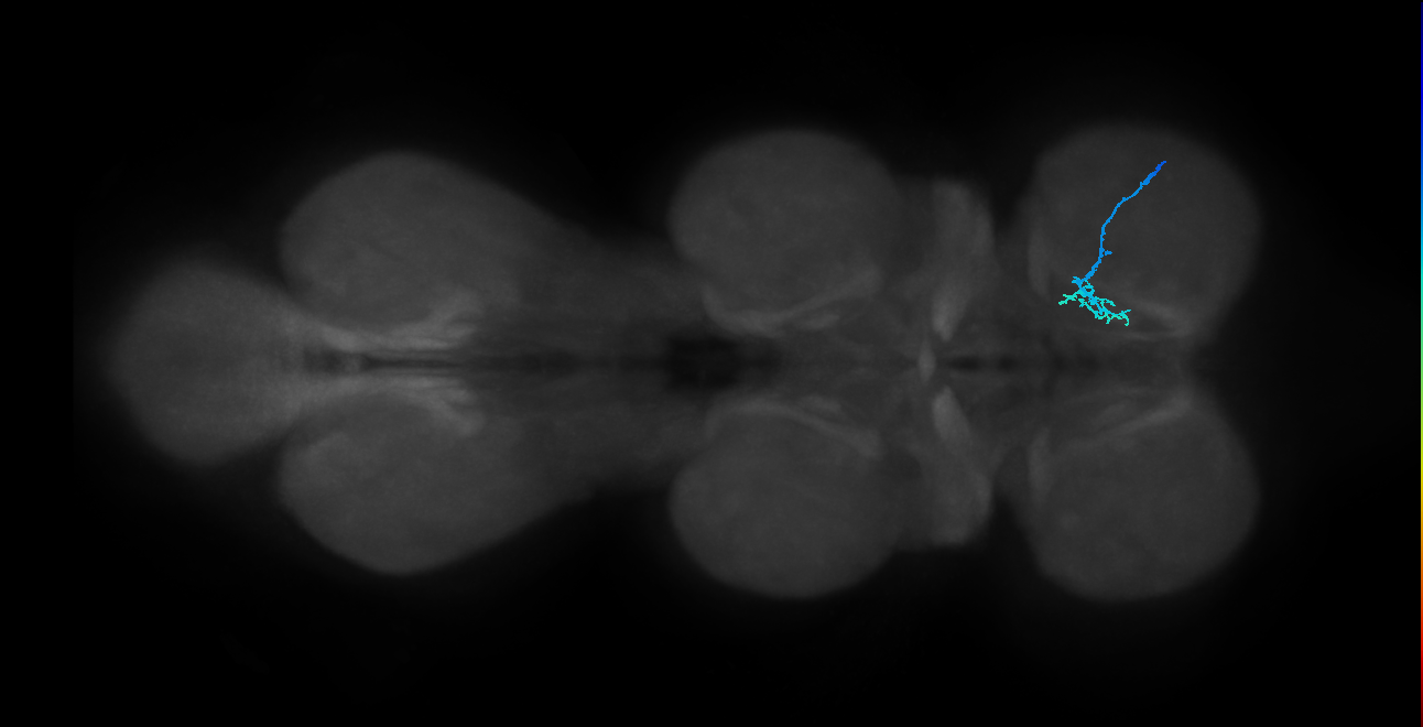 SNch06_ProLN_R (MANC:84835)