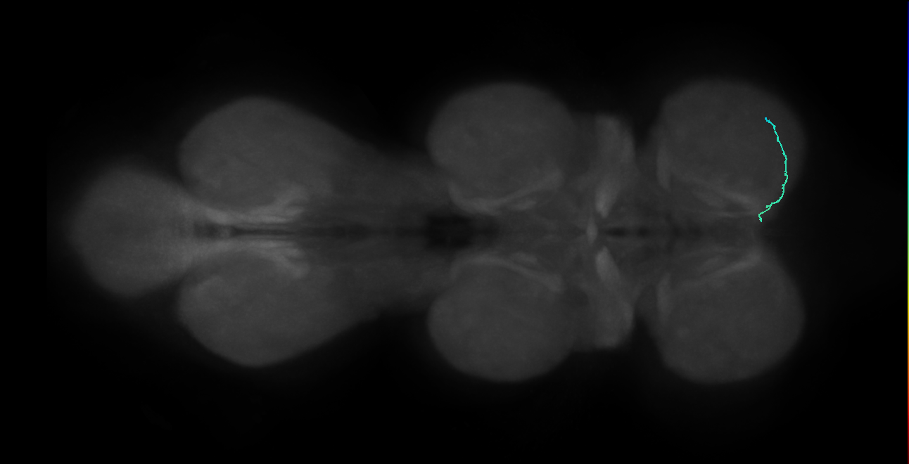 SNta19_ProLN_R (MANC:88955)