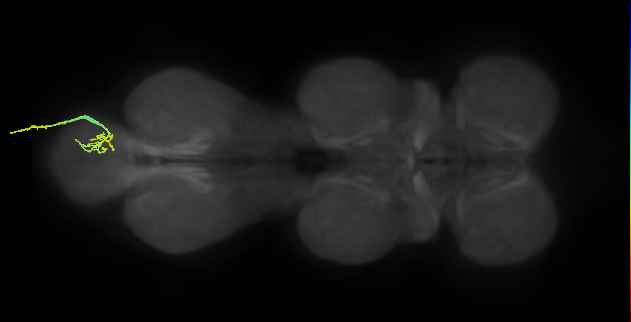 SNxx14_AbNT_R (MANC:99990)