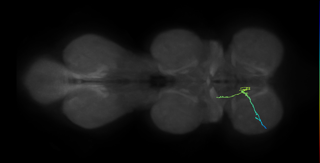 SNpp38_ProLN_L (MANC:100028)