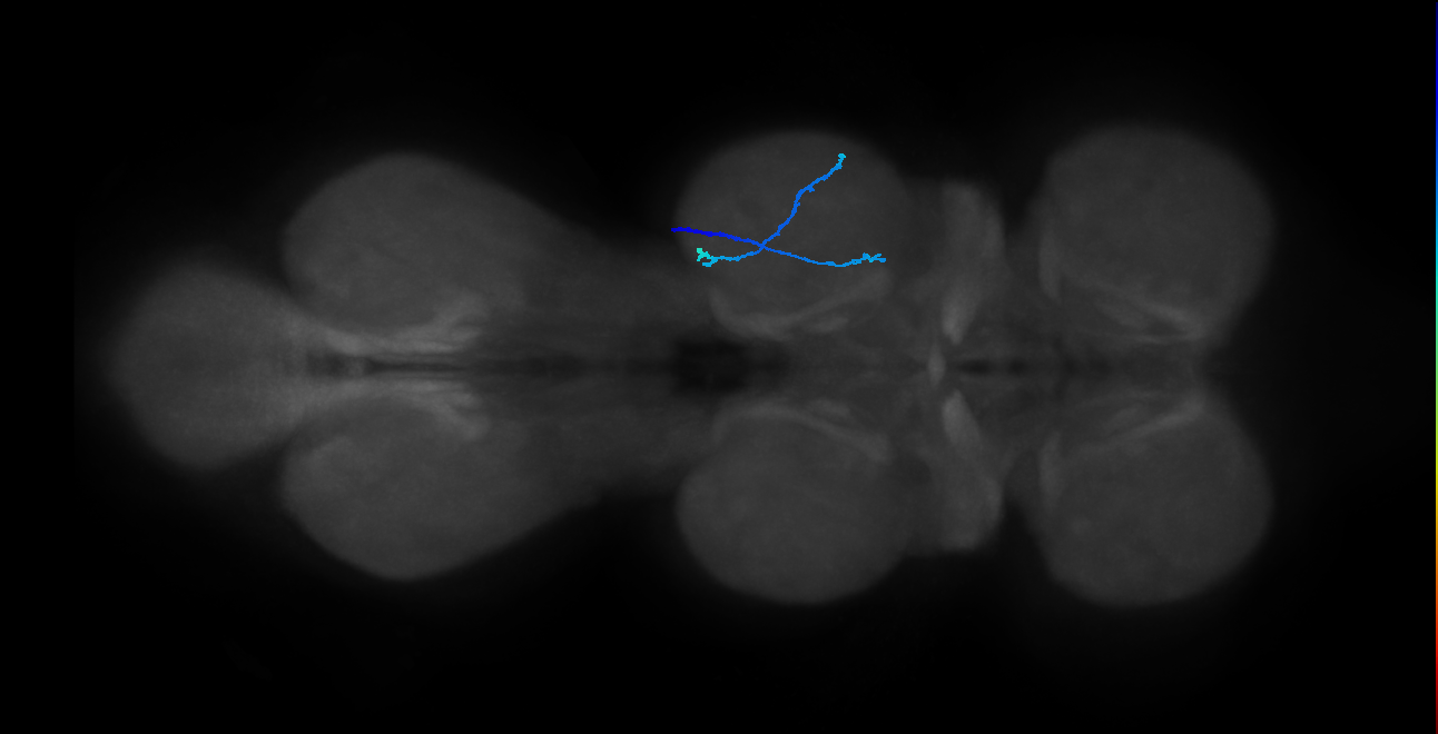 SNpp41_MesoLN_R (MANC:100061)