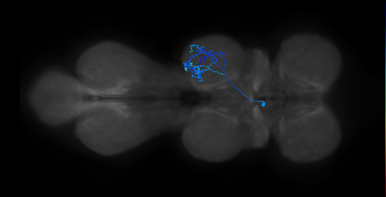 IN13B027_T2_L (MANC:100072)