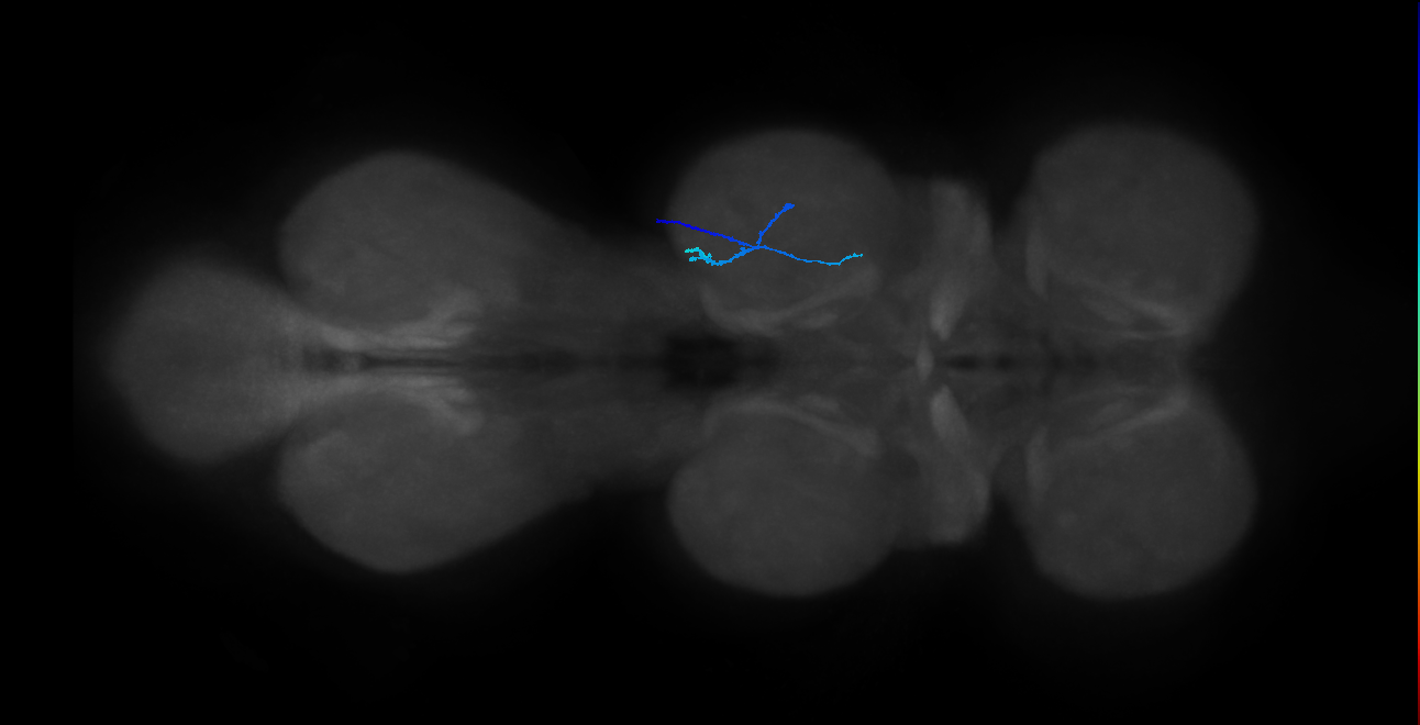 SNpp41_MesoLN_R (MANC:100155)