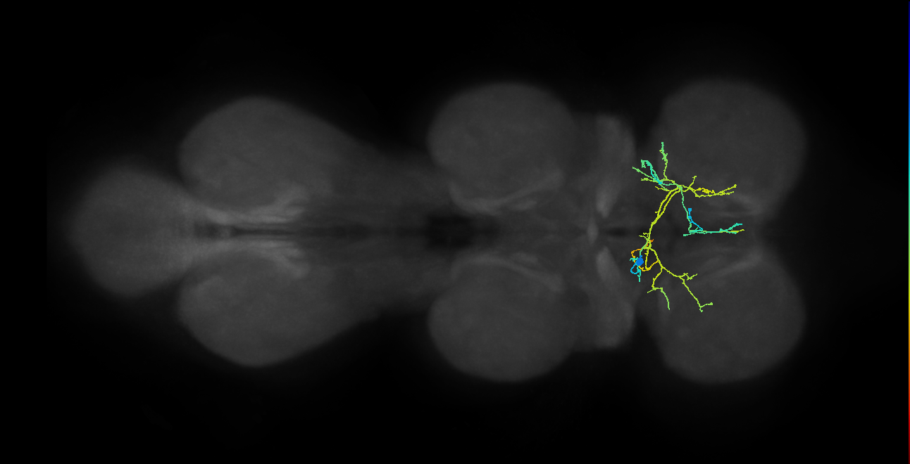 IN12B022_T1_L (MANC:100187)