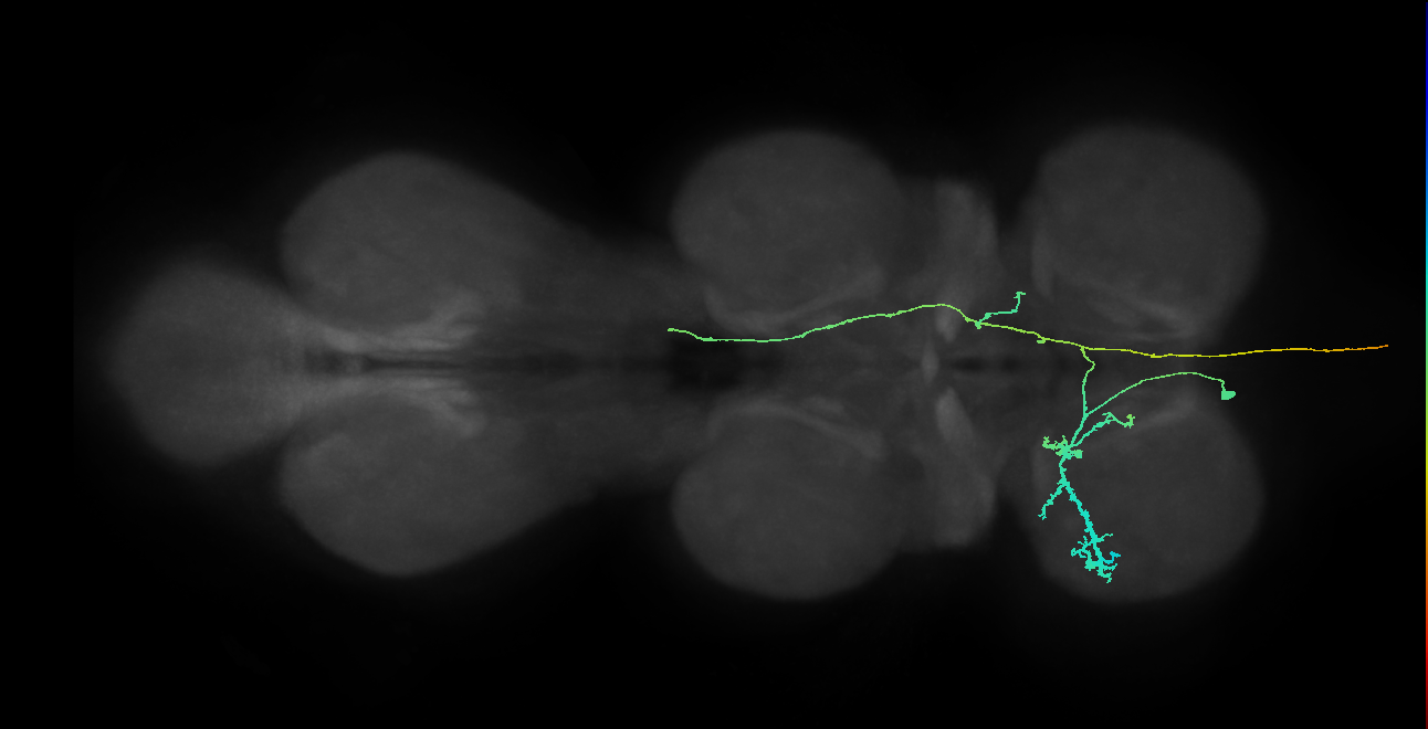AN10B009_T1_L (MANC:100199)