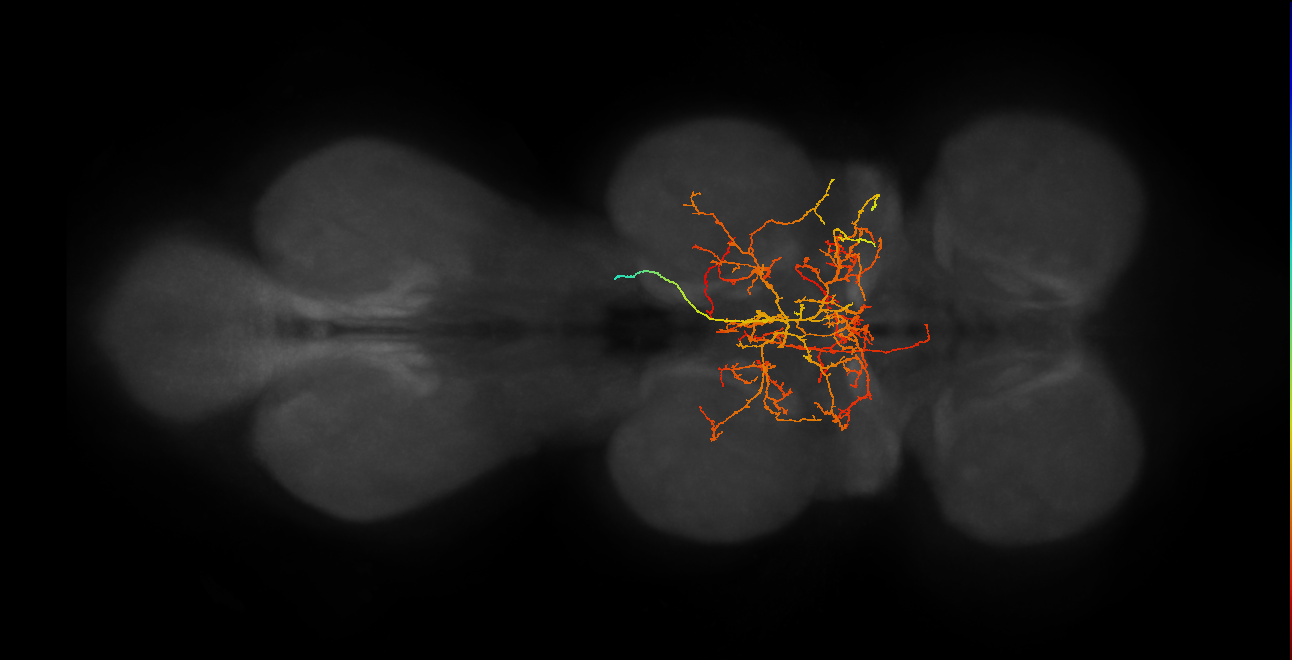 IN12A046_T2_R (MANC:100312)