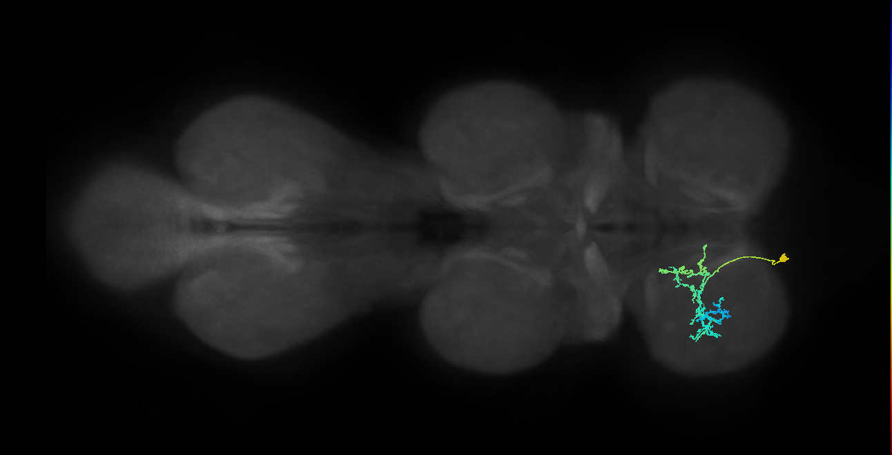 IN09A031_T1_L (MANC:100330)