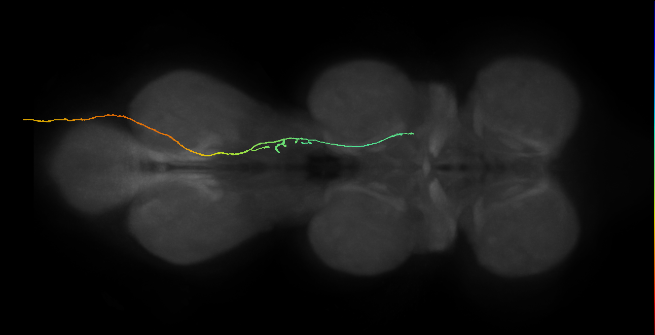 SNpp02_AbN3_R (MANC:100361)