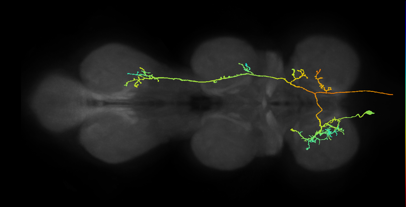 AN07B011_T1_L (MANC:100494)