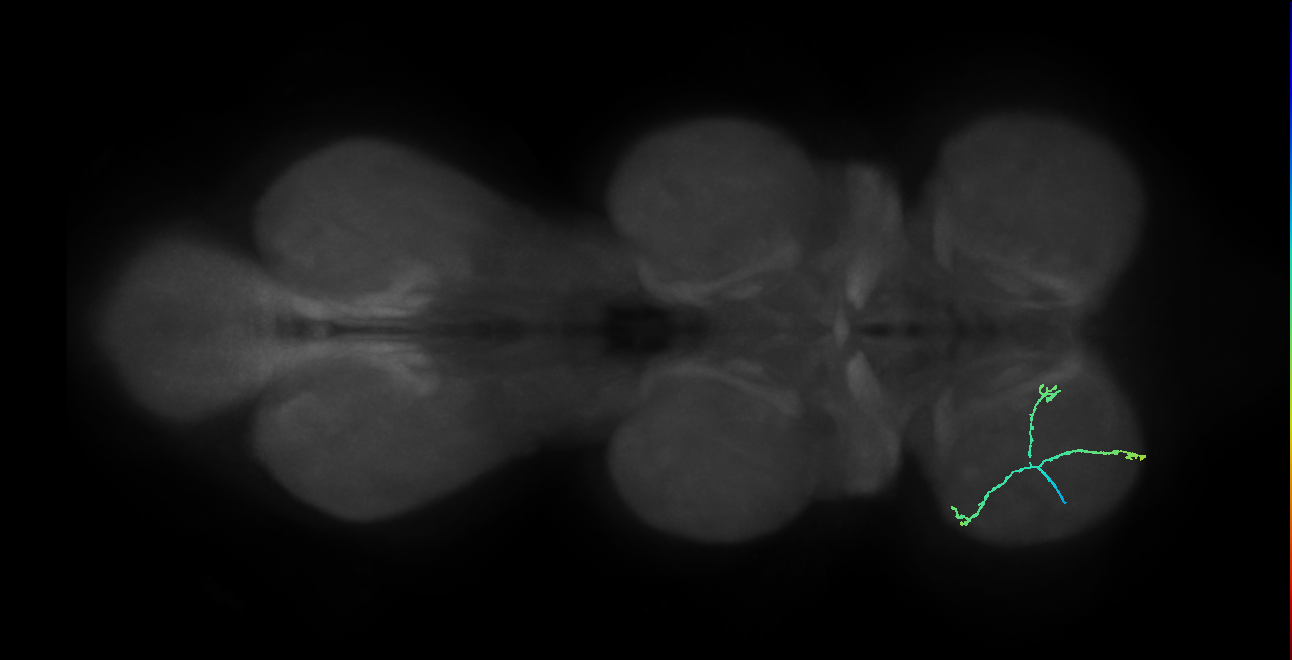 SNpp41_ProLN_L (MANC:100531)