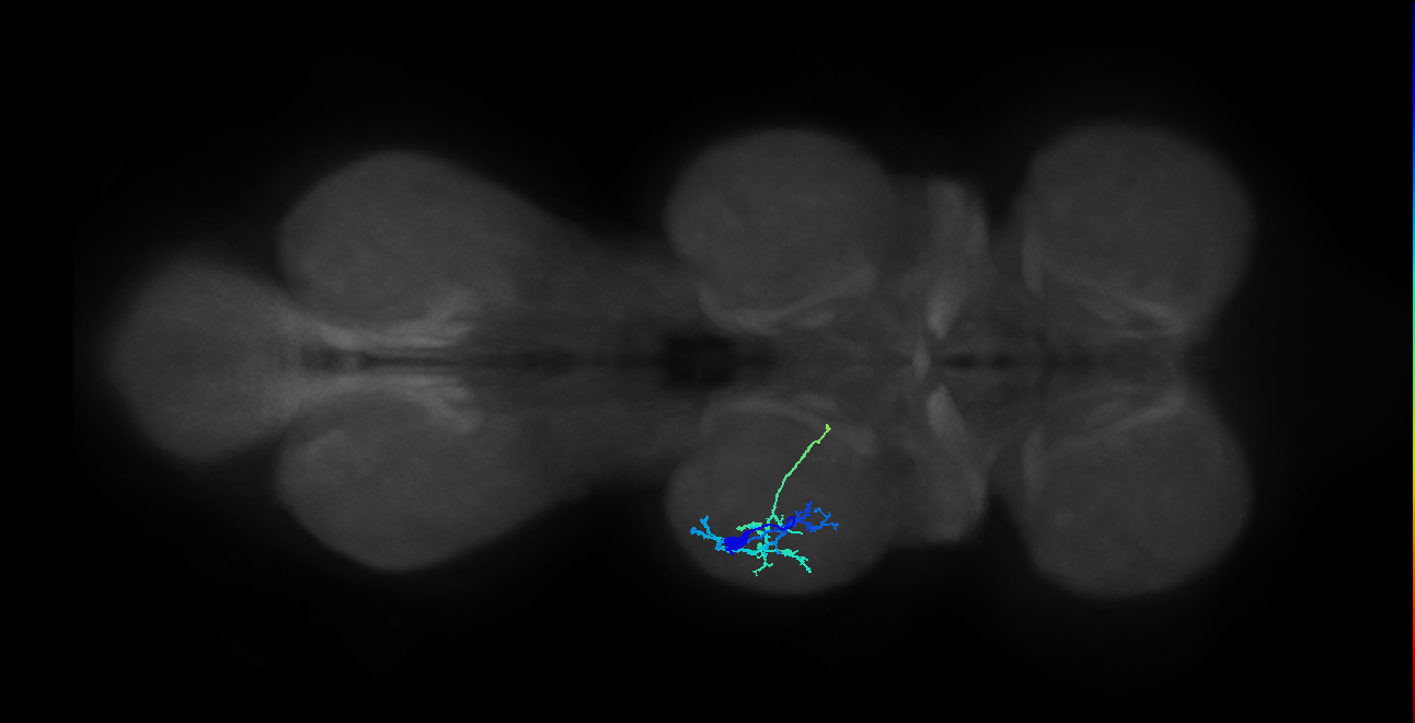 IN13A025_T2_L (MANC:100706)