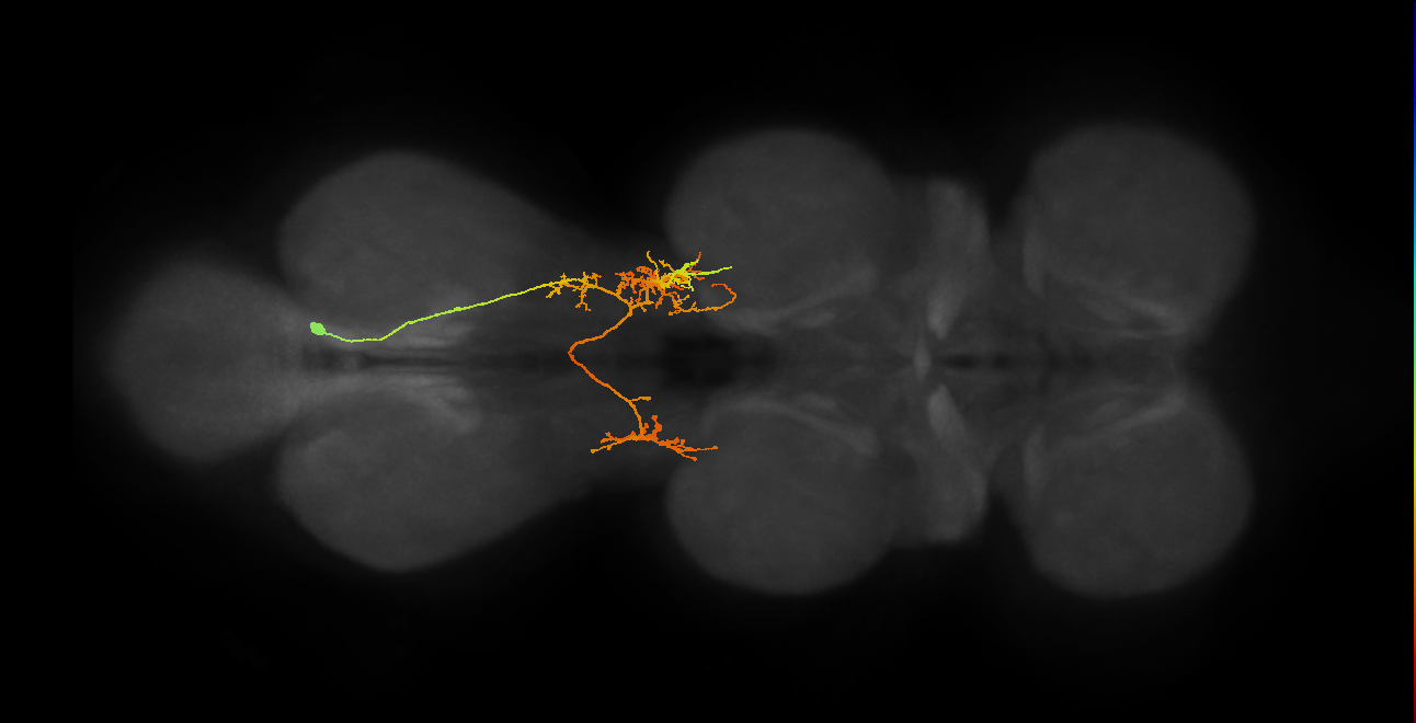 IN06A044_T3_R (MANC:100784)