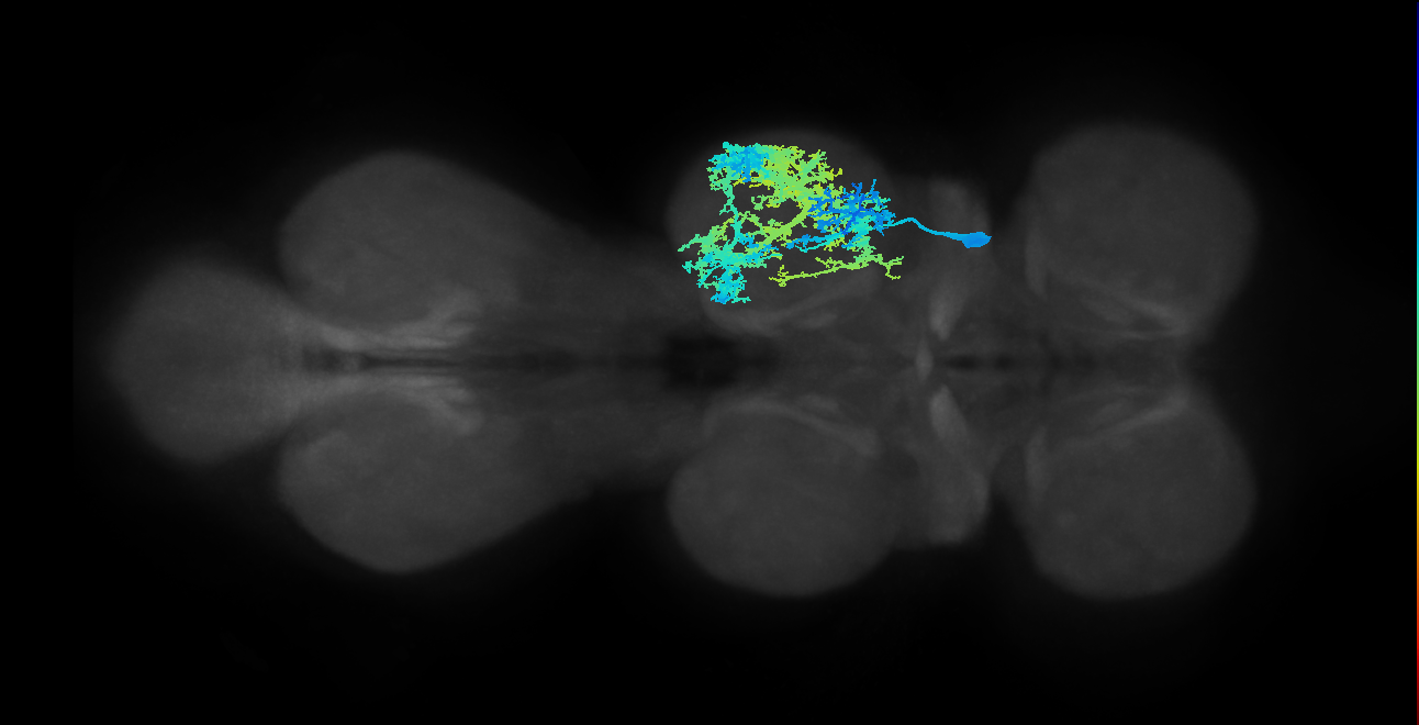 IN08A005_T2_R (MANC:100855)