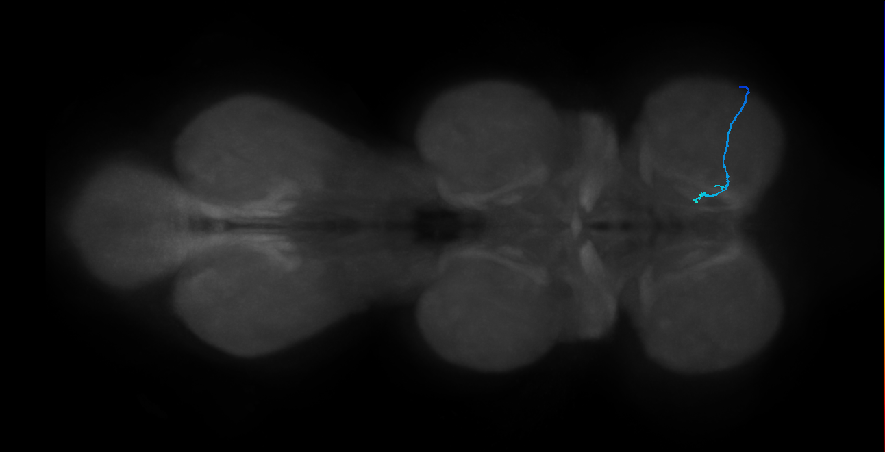 SNch08_ProLN_R (MANC:101065)