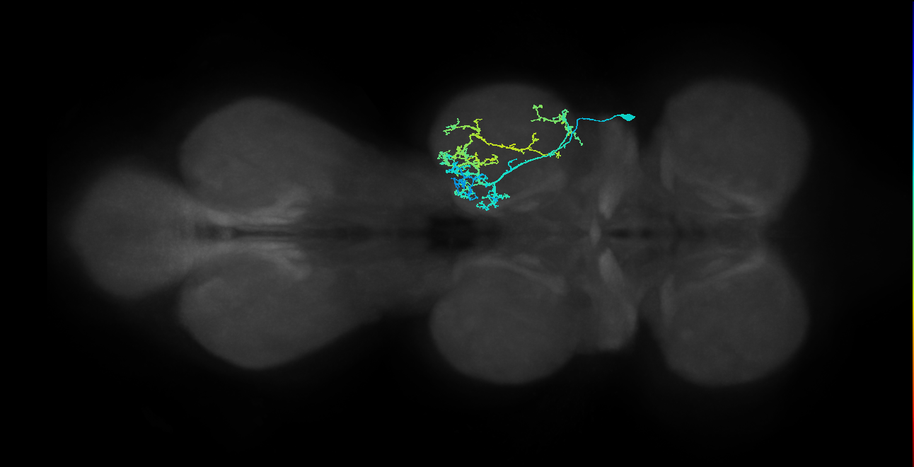 IN16B018_T2_R (MANC:101119)
