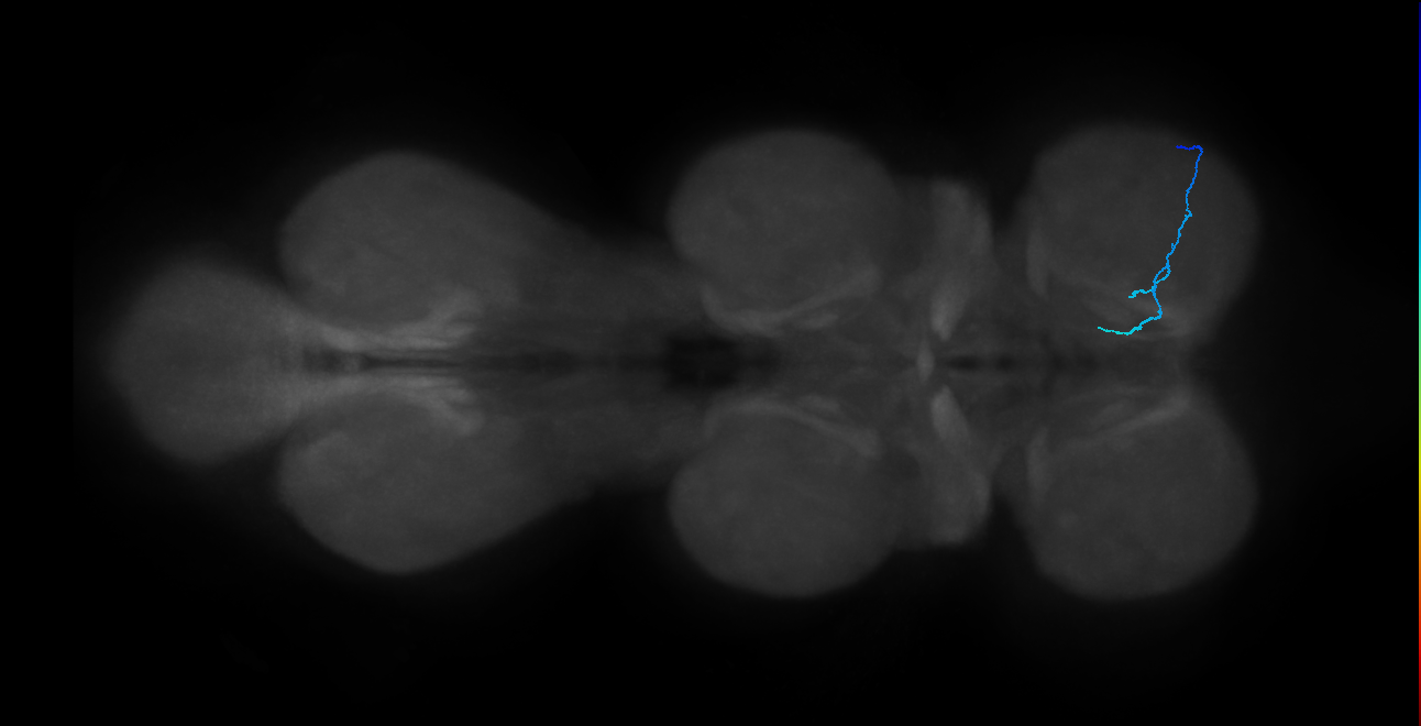 SNch07_ProLN_R (MANC:101143)