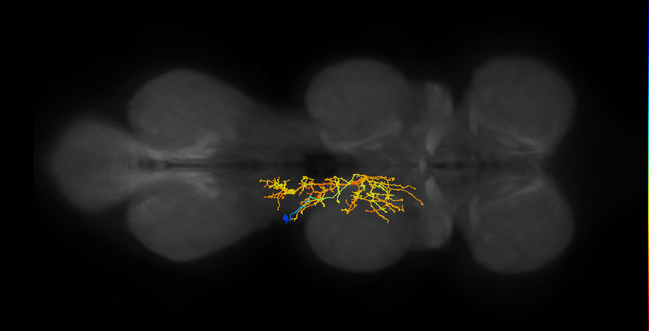 IN12A054_T2_L (MANC:101337)