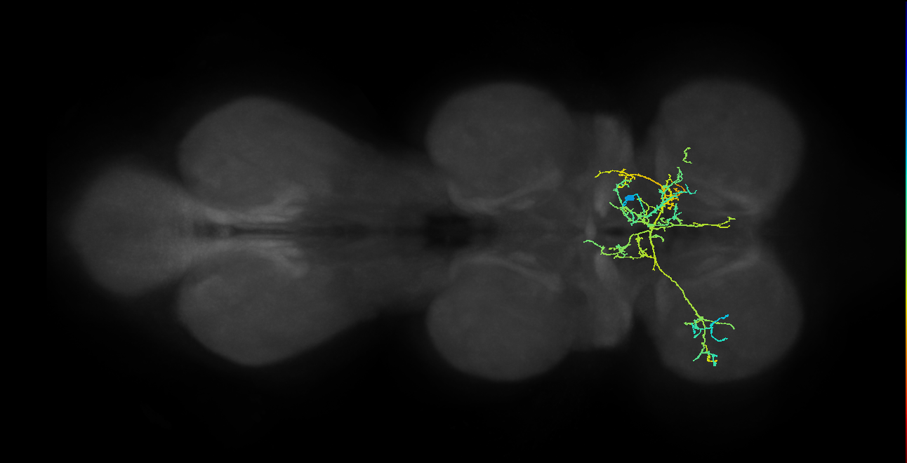 IN12B021_T1_R (MANC:101393)