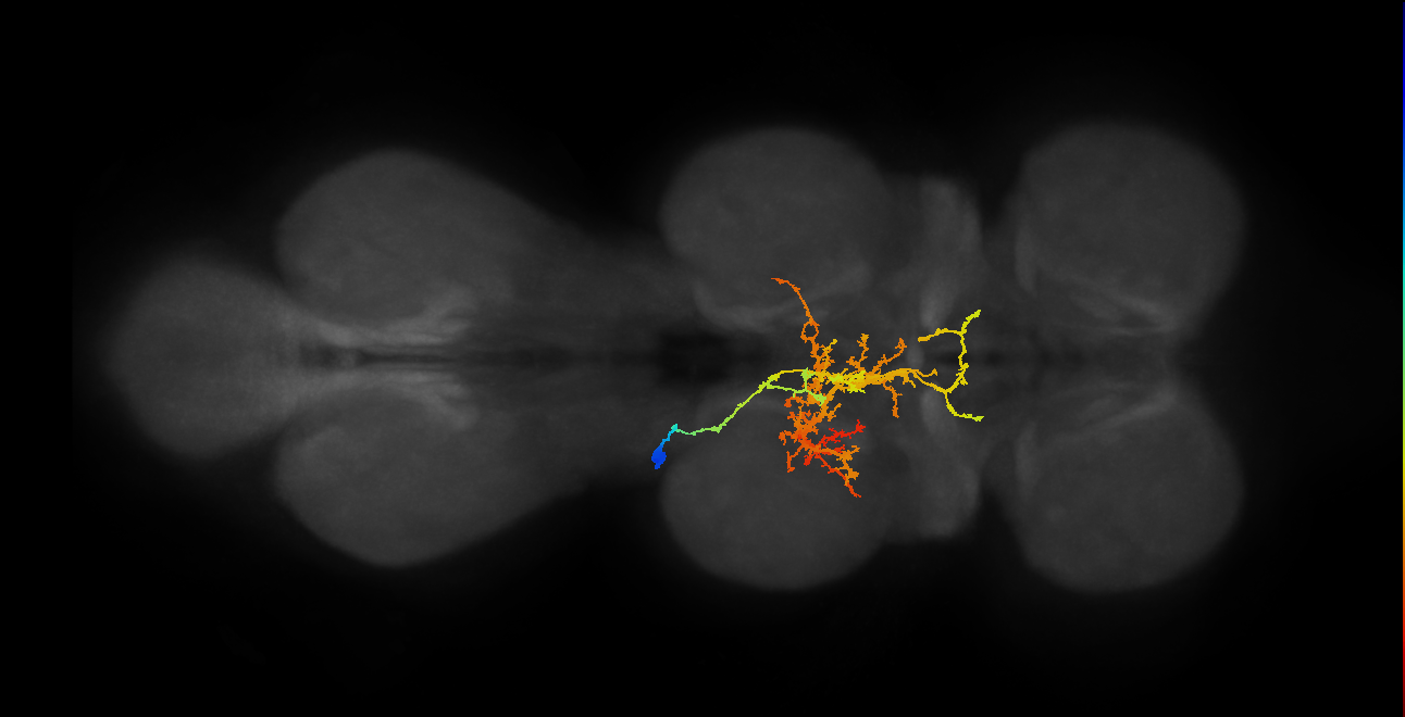 IN12A022_T2_L (MANC:101397)