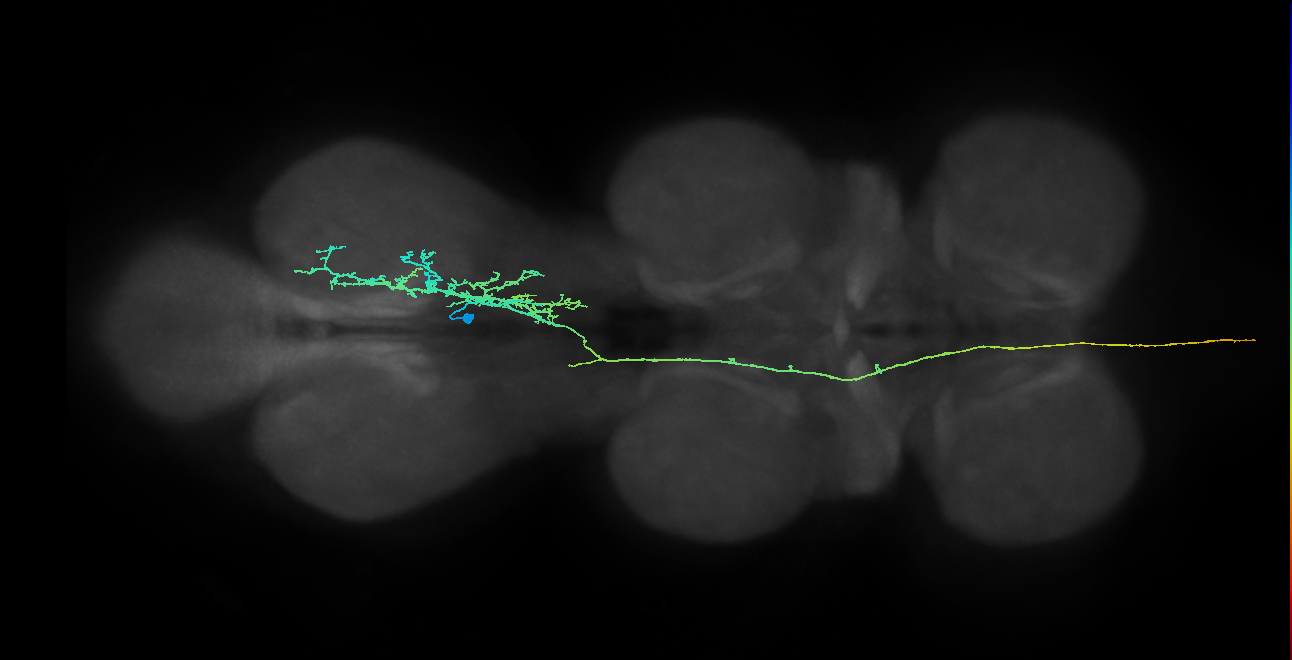 AN10B010_T3_R (MANC:101409)