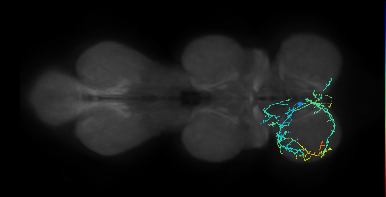 IN04B035_T1_L (MANC:101447)