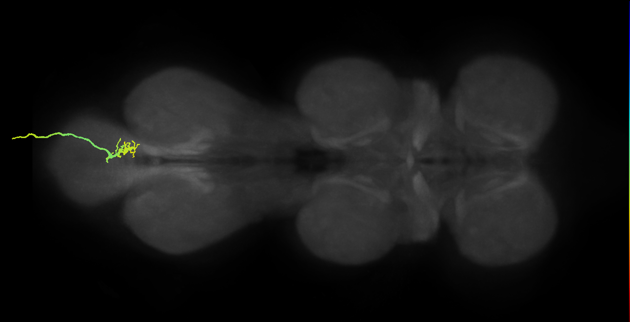 SNxx05_AbNT_R (MANC:101454)