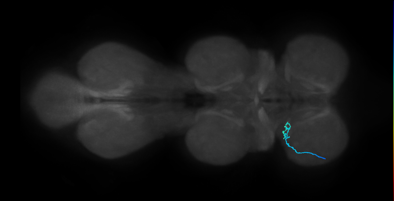 SNta15_ProLN_L (MANC:101474)