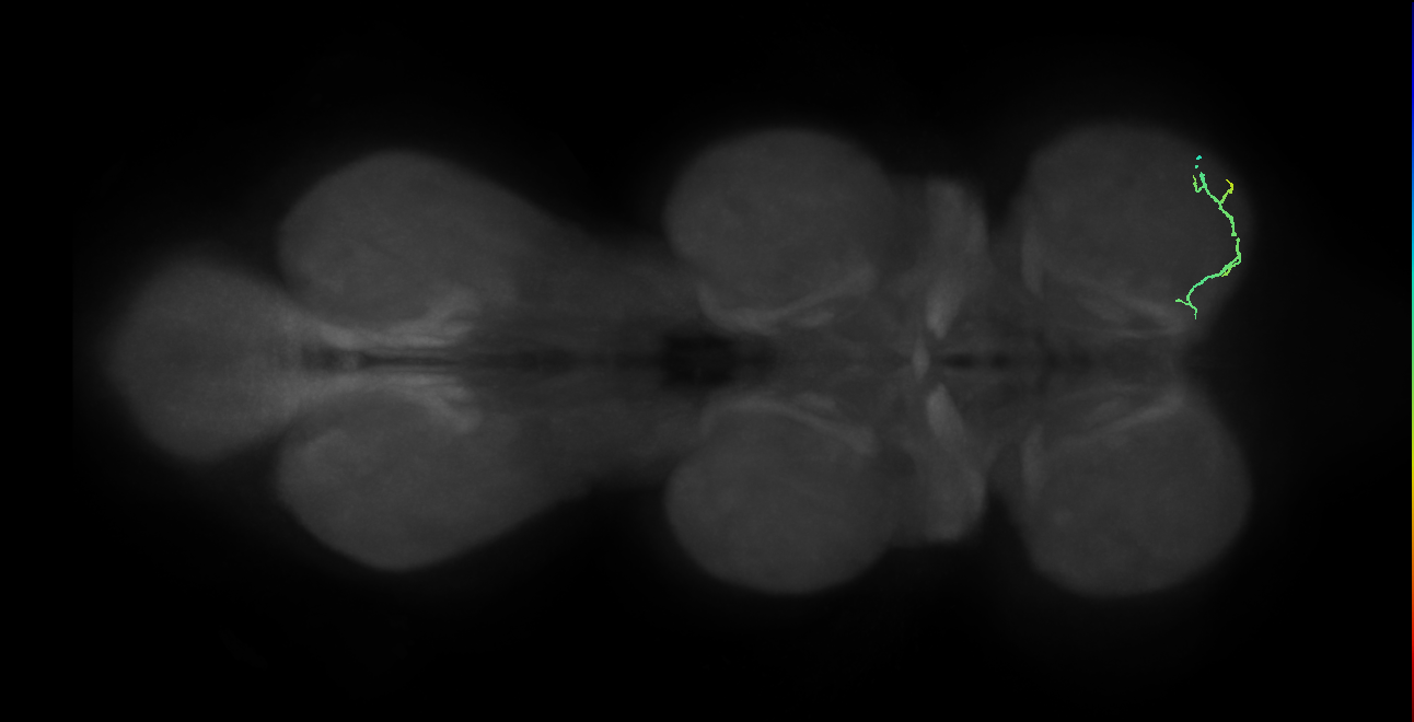 SNppxx_ProLN_R (MANC:101519)