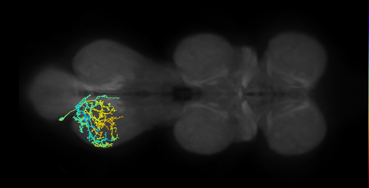 IN03A004_T3_L (MANC:101577)