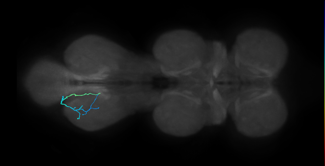 SNppxx_MetaLN_L (MANC:101666)