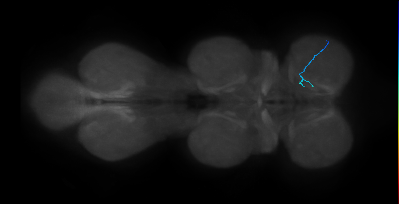 SNch05_ProLN_R (MANC:101688)