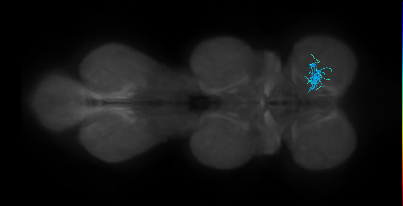 IN01B012_T1_R (MANC:101689)