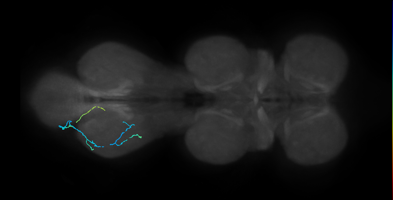 SNppxx_MetaLN_L (MANC:101812)