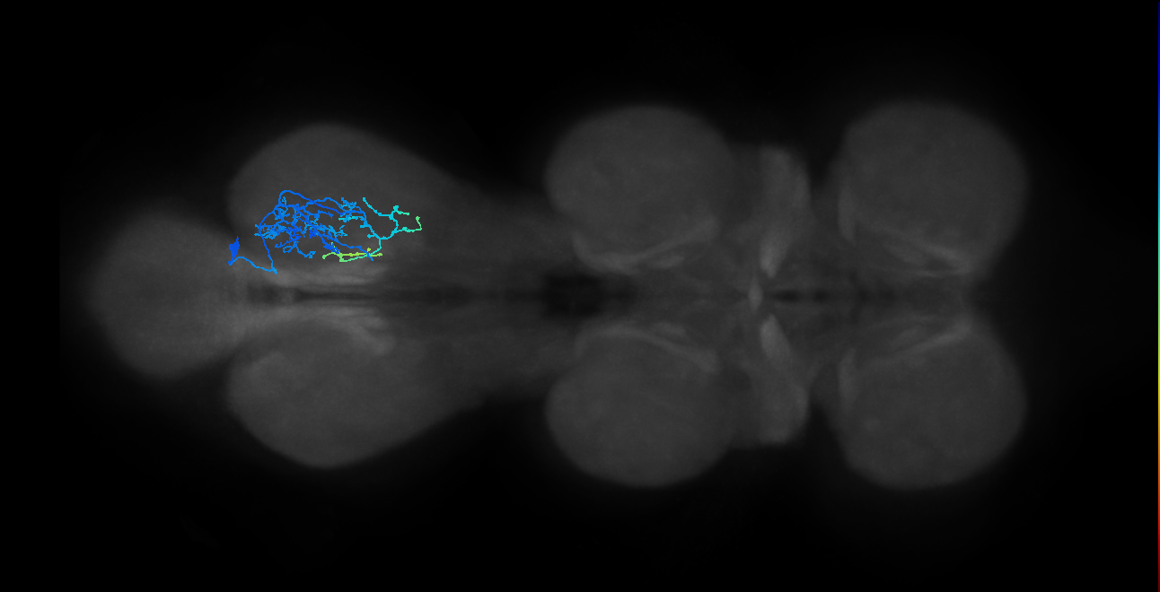 IN01B007_T3_R (MANC:101918)