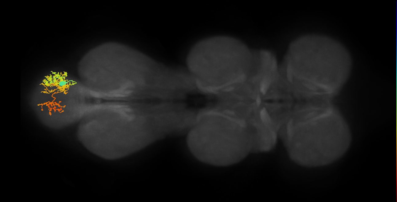 IN06A068_A6_R (MANC:101940)