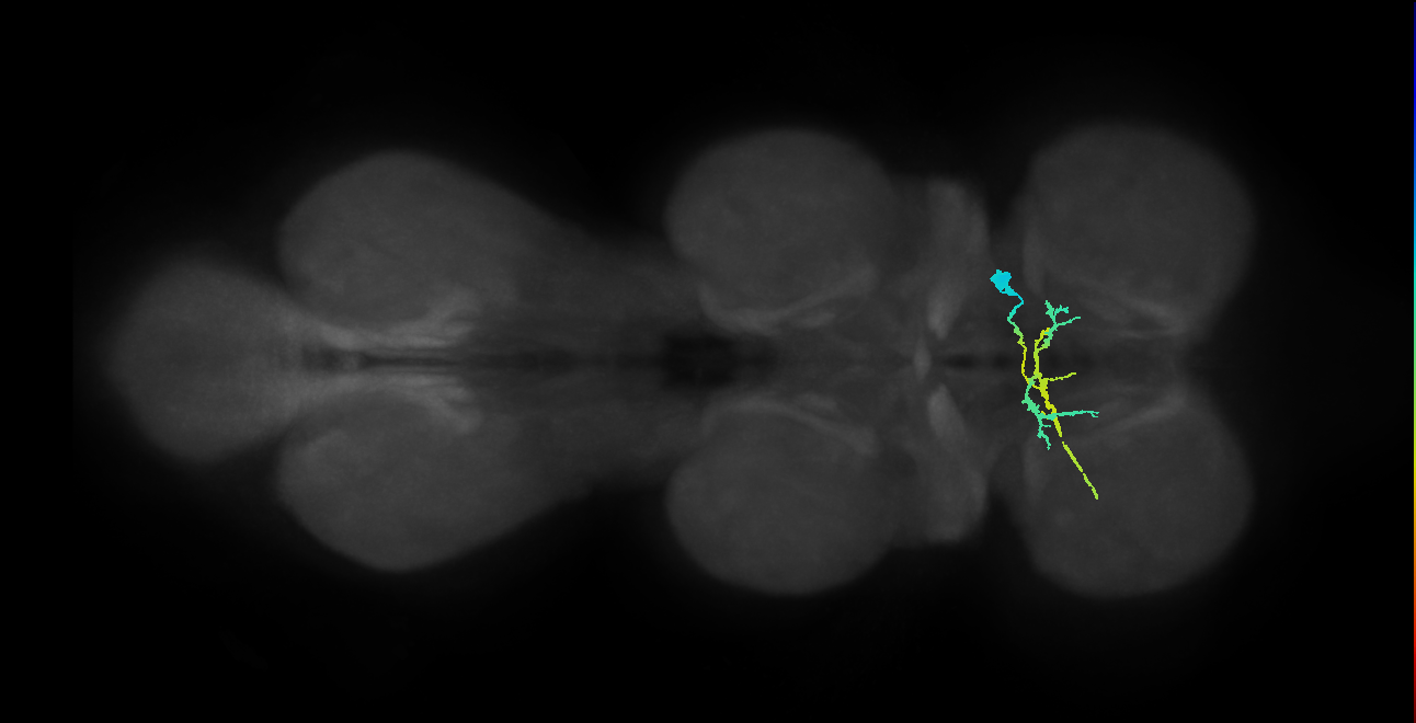 IN06B064_T1_R (MANC:102090)