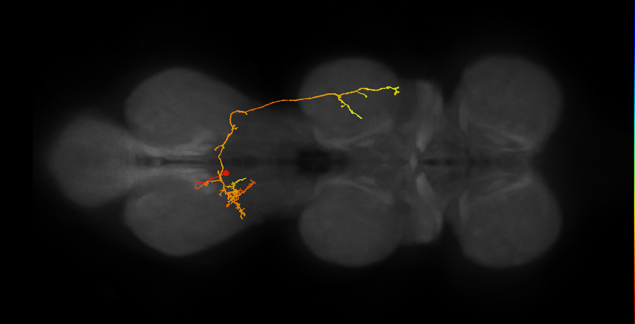 IN19B077_A1_L (MANC:102245)