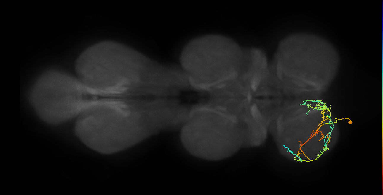 IN08A021_T1_L (MANC:102535)