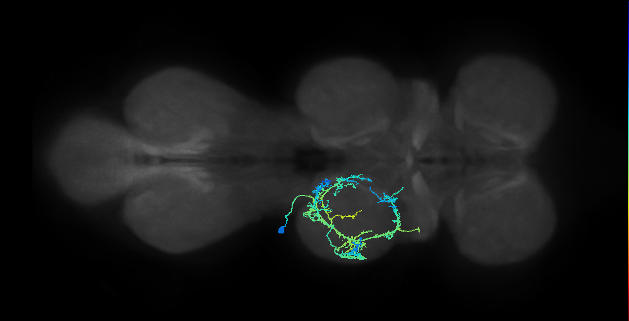IN03A006_T2_L (MANC:102575)