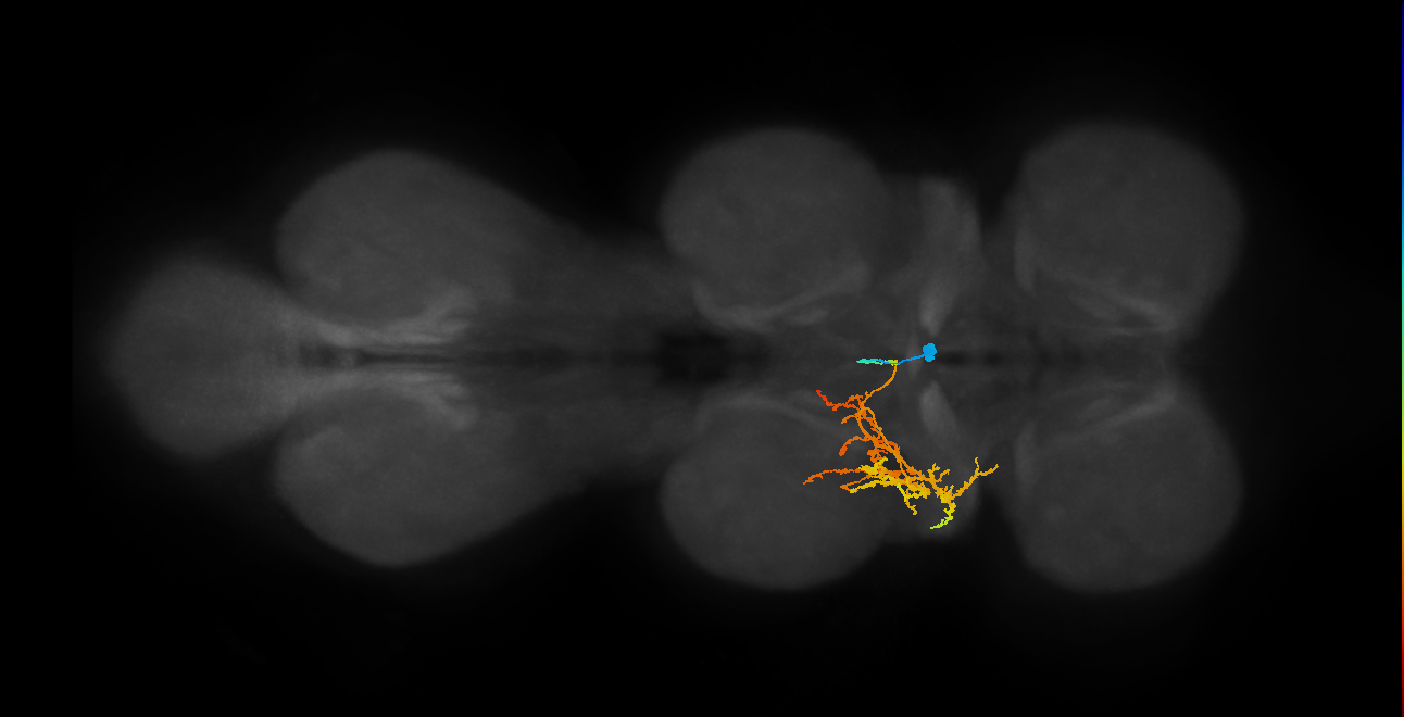 IN02A034_T2_L (MANC:102805)