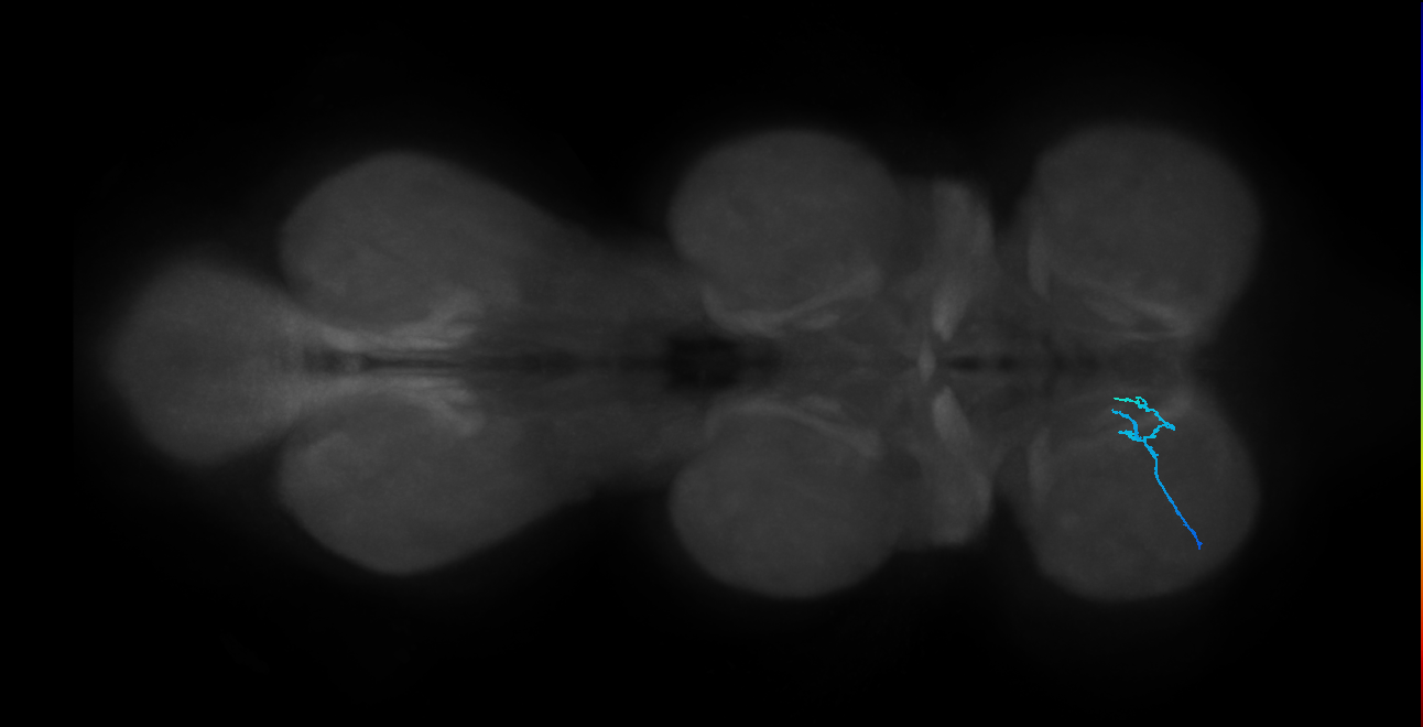 SNch07_ProLN_L (MANC:103017)