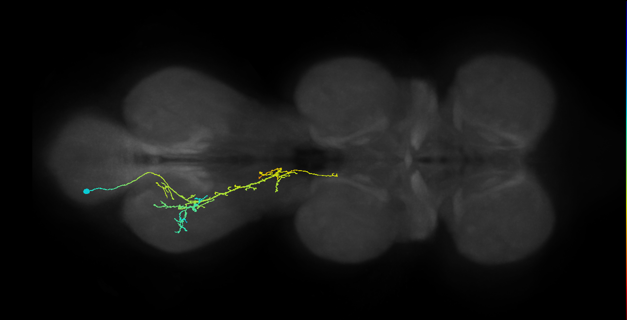 IN21A042_T3_L (MANC:103455)